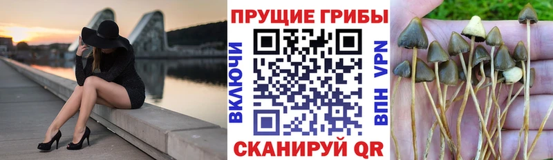 где купить наркоту  Шацк  Галлюциногенные грибы Psilocybe 
